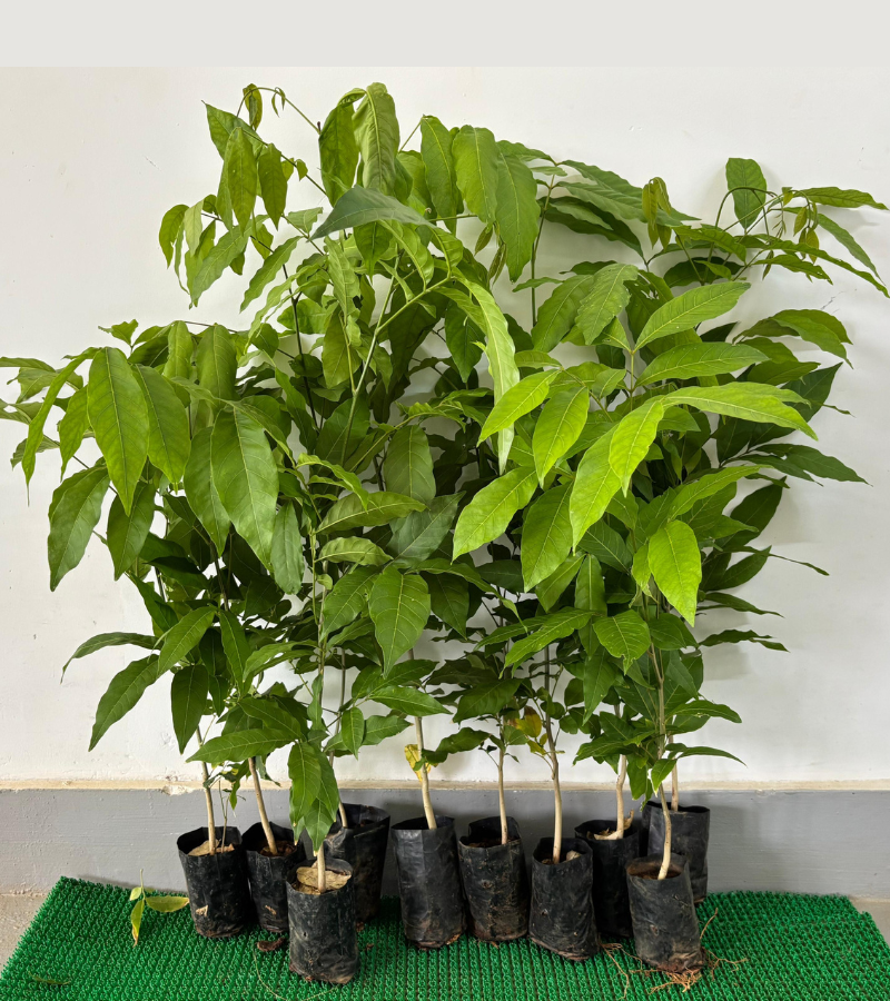 growtree.in/Mahogany plants