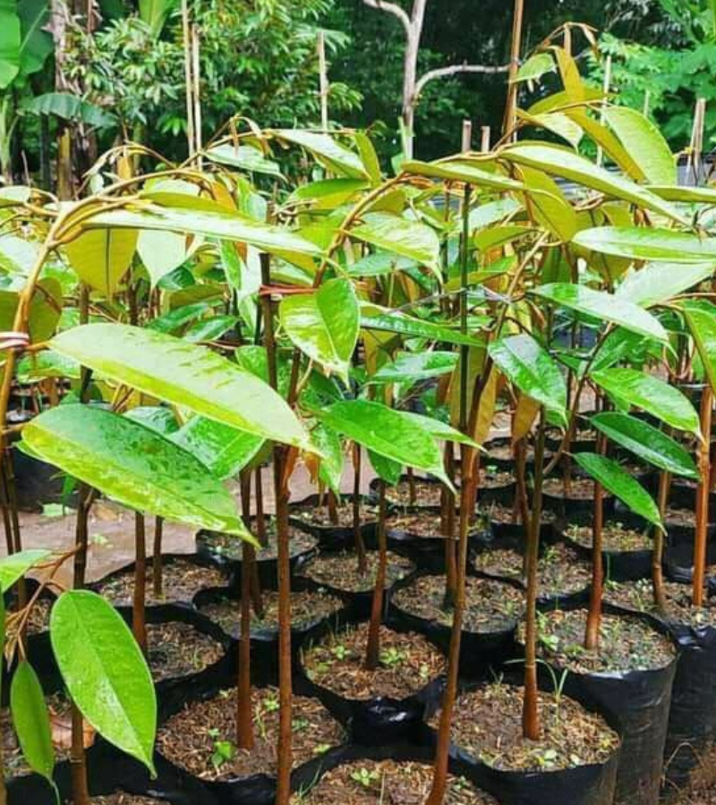 growtree.in/jackfruit