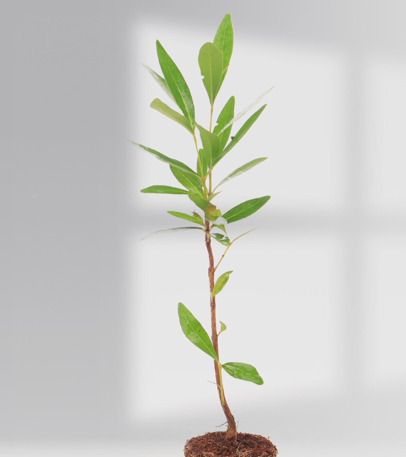 growtree.in/jamfruit